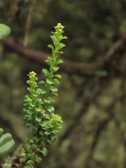 Baccharis bogotensis