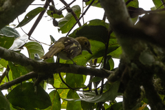 Nicator chloris
