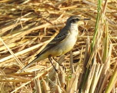 Motacilla