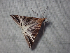 Phrataria replicataria