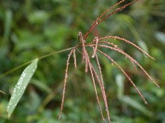 Paspalum paniculatum