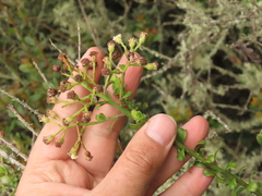 Baccharis bogotensis