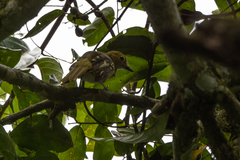 Nicator chloris