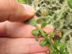 Baccharis bogotensis