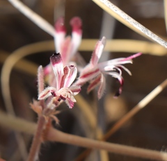 Pelargonium auritum auritum