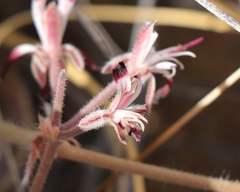 Pelargonium auritum auritum