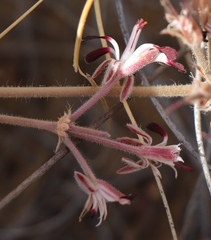 Pelargonium auritum auritum