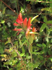 Castilleja fissifolia