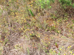 Chaetolepis microphylla