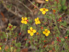 Chaetolepis microphylla