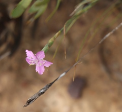 Dianthus thunbergii