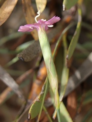 Dianthus thunbergii