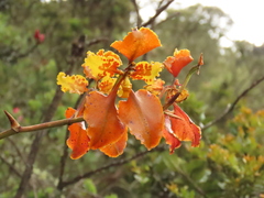 Cyrtochilum tetracopis