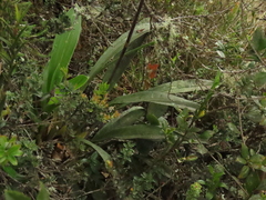 Cyrtochilum tetracopis