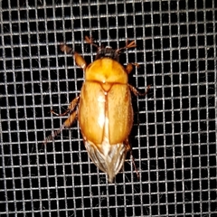Cyclocephala signaticollis