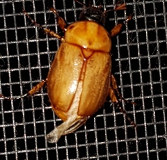 Cyclocephala signaticollis