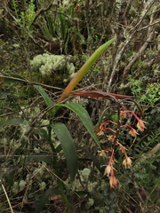 Epidendrum klotzscheanum