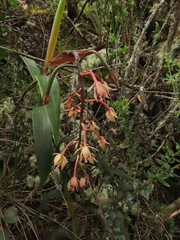 Epidendrum klotzscheanum