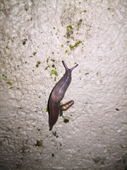Limacoidea