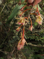 Epidendrum klotzscheanum