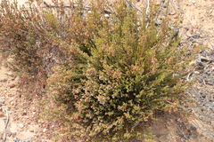Erica umbelliflora