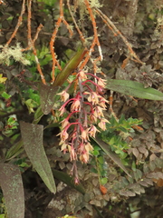 Epidendrum klotzscheanum