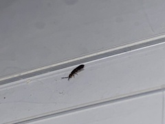 Entomobryomorpha