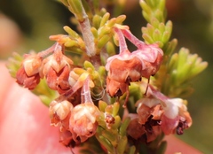 Erica umbelliflora