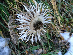 Carlina acaulis