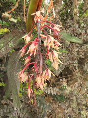 Epidendrum klotzscheanum