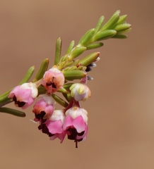 Erica umbelliflora
