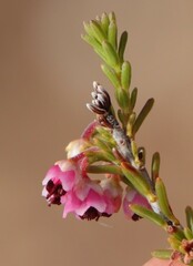Erica umbelliflora