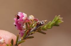 Erica umbelliflora