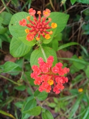 Lantana horrida
