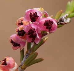 Erica umbelliflora