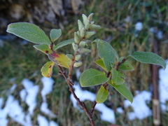 Salix pyrenaica