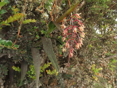 Epidendrum klotzscheanum