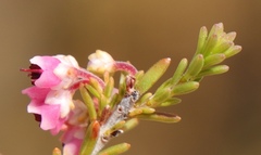 Erica umbelliflora
