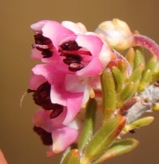 Erica umbelliflora
