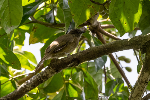 iNaturalist image