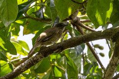 Eurillas ansorgei