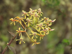 Epidendrum scytocladium