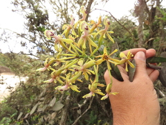 Epidendrum scytocladium