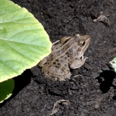 Leptodactylus luctator
