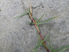 Paspalum distichum