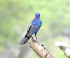 Lamprotornis australis