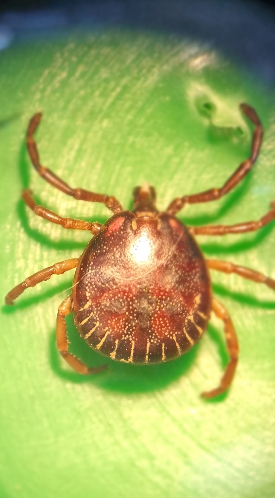 Amblyomma humerale