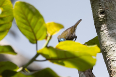 Cyanomitra verticalis