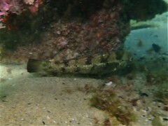 Notolabrus parilus