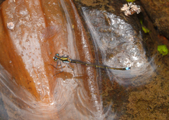 Austrocnemis splendida